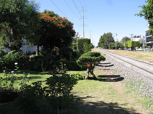 This lovely garden has obviously been growing for much longer than the rest of the efforts nearby.