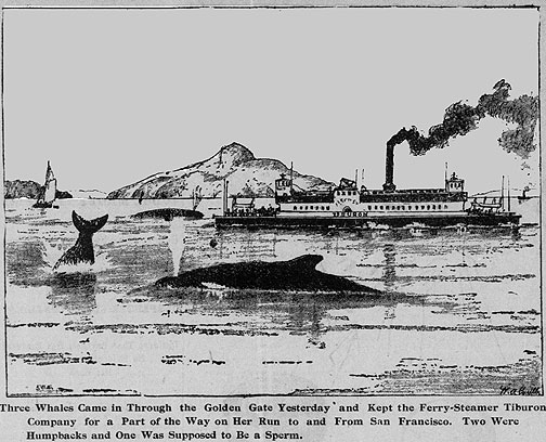 William Coulter was a maritime artist who also drew for the local press. This 1896 image depicts three whales inside the bay near a Sausalito-bound ferry.