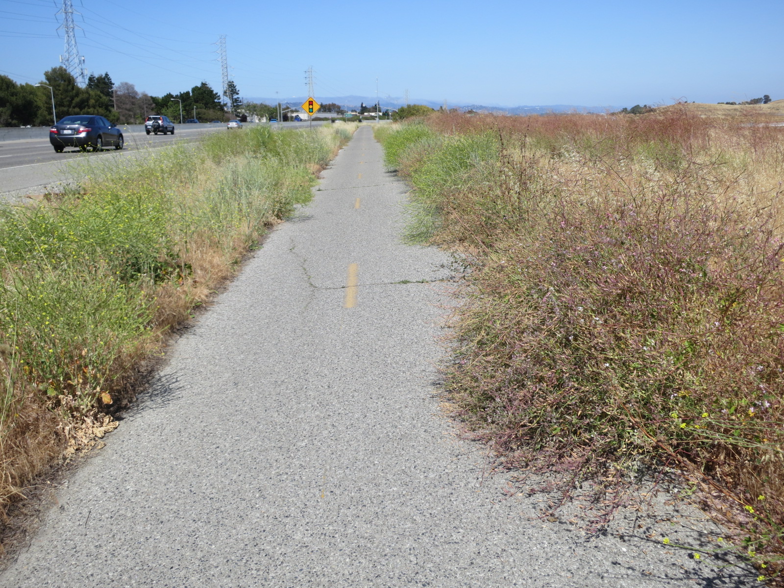 Weeds overgrowing the Bay Trail in Menlo Park