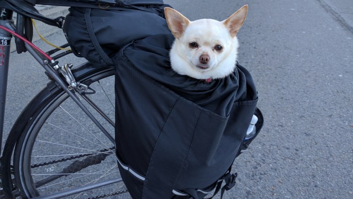 Meet Teyla, Peter Chu's dog, looking ridiculously cute in his pannier. Photo: Streetsblog