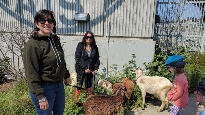 Volunteers Maria Ascarrunz and Julia Molla were shepherding the heard at Sunday Streets.