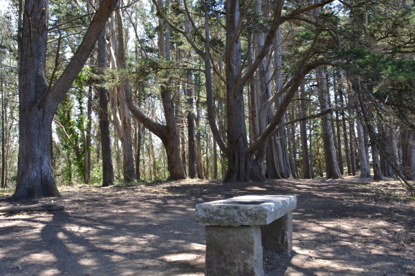 Key to making McLaren Park more vibrant and available is improved way finding so people can find things such as the bench on Philosophers Way. Photo: Rec & Parks.