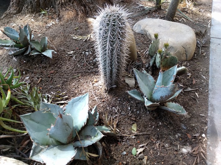 A sidewalk garden with rocks and a cactus