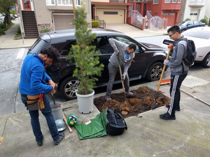 The previous days city workers cut basins in the sidewalk for the trees. Saturday the volunteers planted them