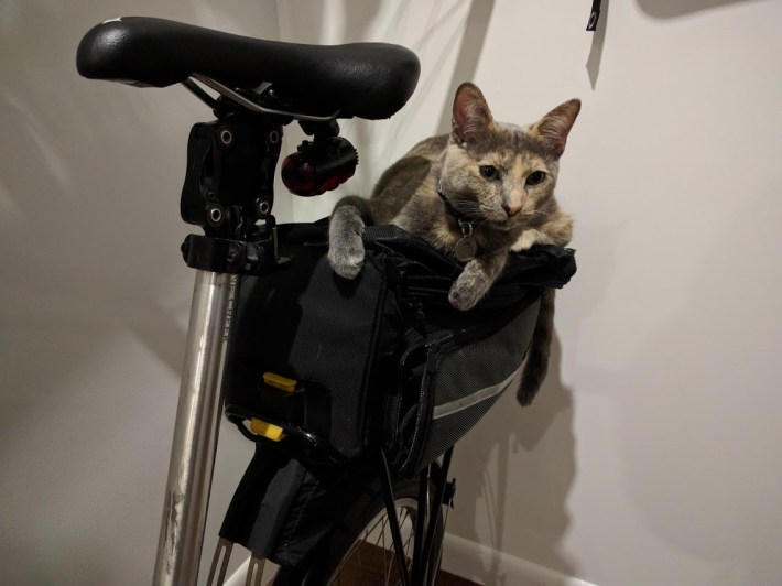 Last but not least, Streetsblog editor's own bike-friendly cat Motley, just chilling before a ride. Photo: Streetsblog/Rudick