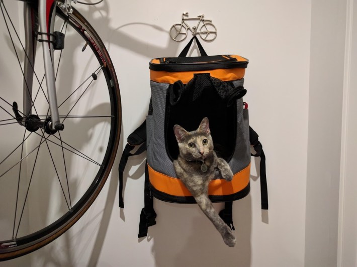 Cats, the Internet, bikes--it's all good.