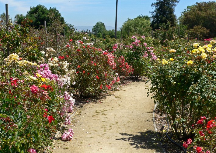 The Heritage Rose Garden, also connected to the park. Photo: Wikimedia Commons