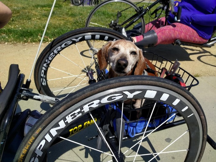 A pup in an adaptive bike in Oakland. Photo: Streetsblog/Rudick