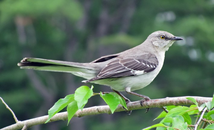A northern mockingbird, a common species in the Bay Area. Are birds more melodious and active with the COVID-19 shutdown? And what can this tell us about our cities? Photo: Wikimedia Commons