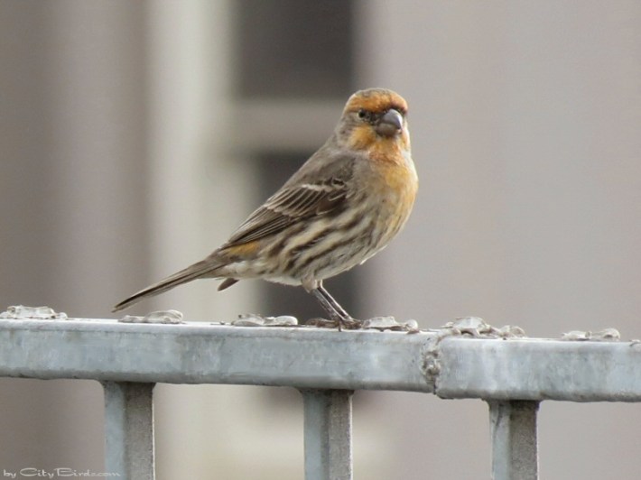 A yellow house finch. Photo:
