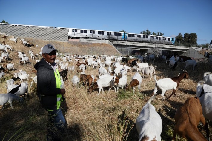 A 700-goat herd grazes on BART property in Fremont under the watch of herder Zenobio Ordonez. Photo: BART
