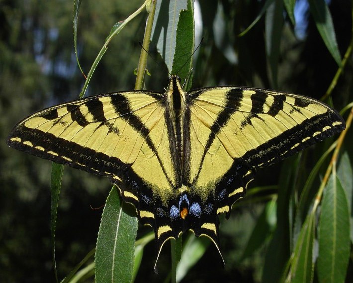 The Western Tiger Swallowtail. Wikimedia Commons.